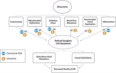 Combined use of coenzyme Q10 and citicoline: A new possibility for patients with glaucoma